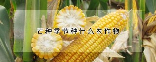 芒种季节种什么农作物,第1图