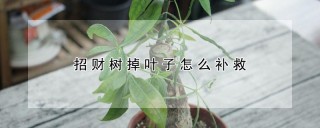 招财树掉叶子怎么补救,第1图