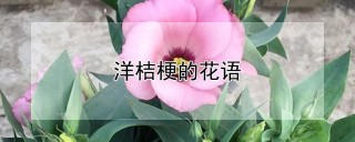 洋桔梗的花语,第1图