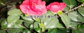 山茶花的叶子像什么,第1图