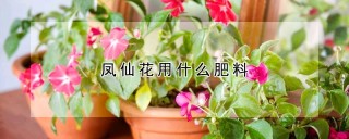 凤仙花用什么肥料,第1图