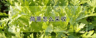 茼蒿怎么采收,第1图