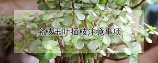 金枝玉叶插枝注意事项,第1图