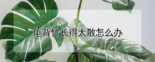 龟背竹长得太散怎么办,第1图