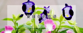 夏瑾花的花语,第1图