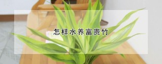 怎样水养富贵竹,第1图