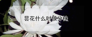 昙花什么时候分株,第1图