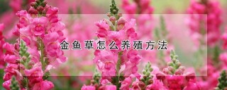 金鱼草怎么养殖方法,第1图