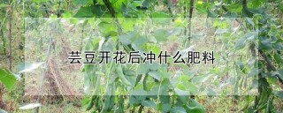 芸豆开花后冲什么肥料,第1图