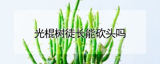 光棍树徒长能砍头吗,第1图