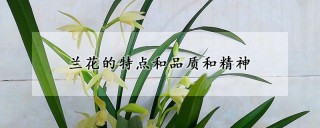 兰花的特点和品质和精神,第1图