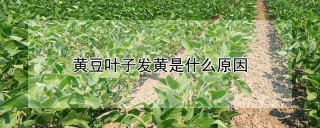 黄豆叶子发黄是什么原因,第1图