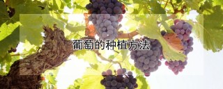 葡萄的种植方法,第1图