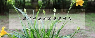 吊兰开花的寓意是什么,第1图