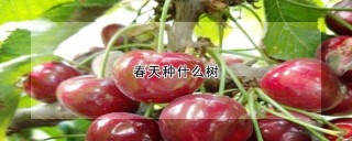 春天种什么树,第1图