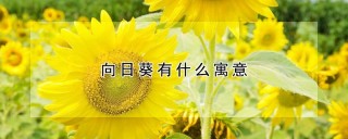 向日葵有什么寓意,第1图