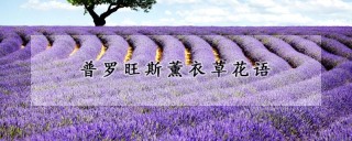 普罗旺斯薰衣草花语,第1图