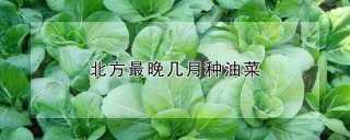 北方最晚几月种油菜,第1图