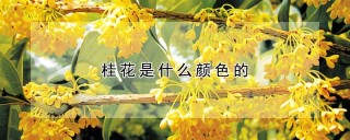 桂花是什么颜色的,第1图