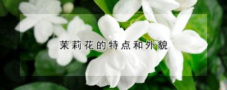 茉莉花的特点和外貌,第1图