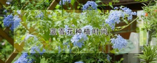 蓝雪花种植时间,第1图