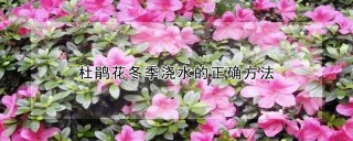 杜鹃花冬季浇水的正确方法,第1图