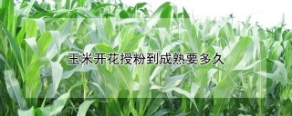 玉米开花授粉到成熟要多久,第1图