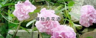 藤牡丹花语,第1图