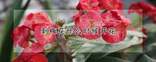 刺梅花什么时候开花,第1图