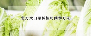 北方大白菜种植时间和方法,第1图