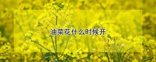 油菜花什么时候开,第1图