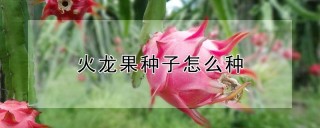 火龙果种子怎么种,第1图