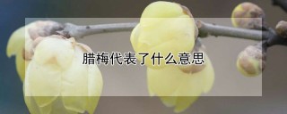 腊梅代表了什么意思,第1图