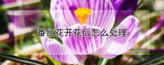 番红花开花后怎么处理,第1图