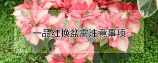 一品红换盆需注意事项,第1图