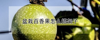 盆栽百香果怎么搭架子,第1图