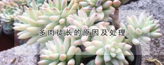 多肉徒长的原因及处理,第1图