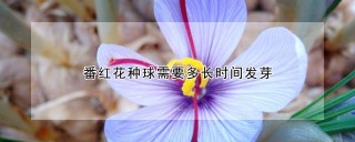 番红花种球需要多长时间发芽,第1图