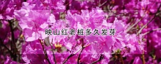 映山红老桩多久发芽,第1图