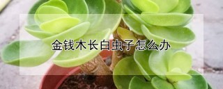 金钱木长白虫子怎么办,第1图