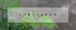 七叶莲可以放卧室吗,第1图