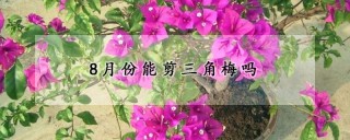 8月份能剪三角梅吗,第1图