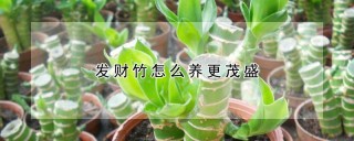 发财竹怎么养更茂盛,第1图