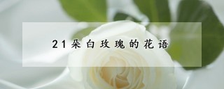 21朵白玫瑰的花语,第1图