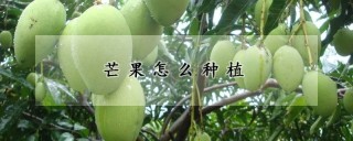 芒果怎么种植,第1图