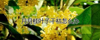 月月桂叶子干枯怎么办,第1图