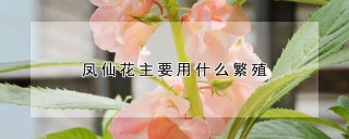 凤仙花主要用什么繁殖,第1图