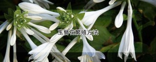 玉簪花繁殖方法,第1图