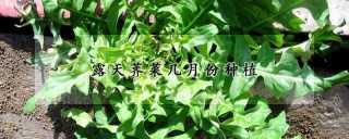 露天荠菜几月份种植,第1图