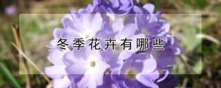 冬季花卉有哪些,第1图